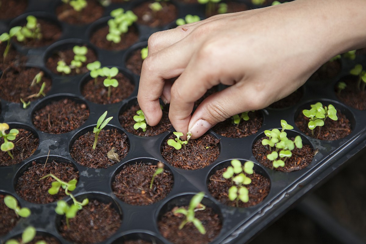 Laboratory seed potato research