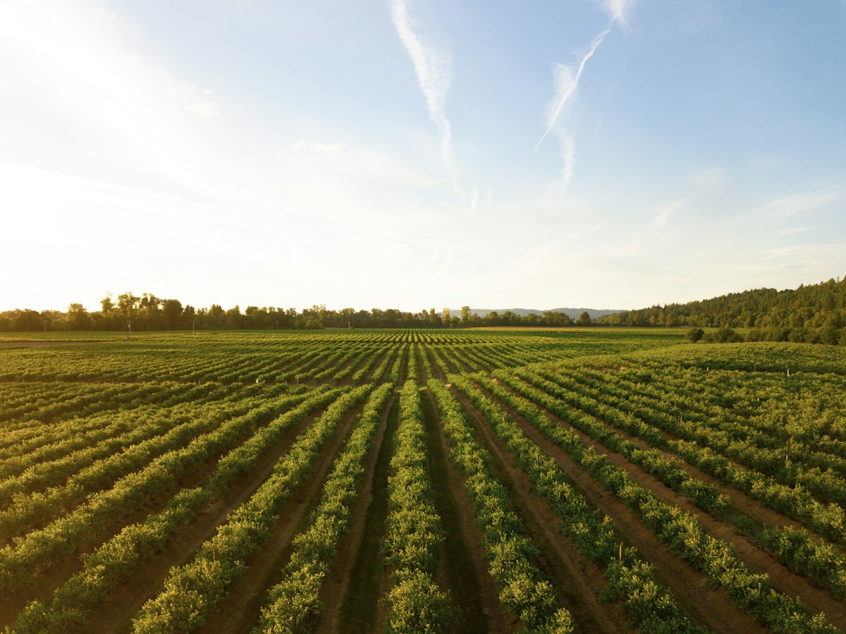 Aerial view of experimental farm plots
