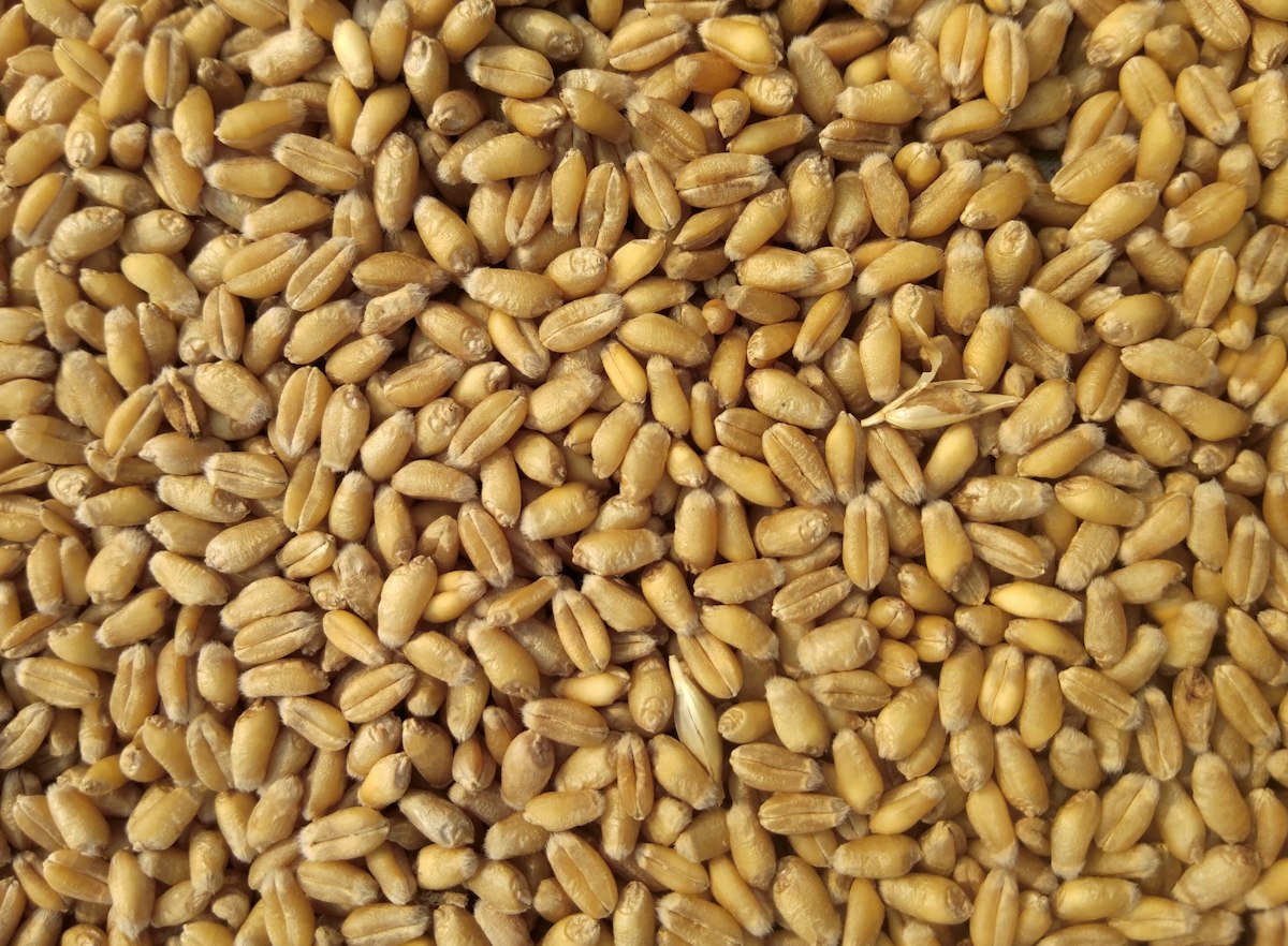 Wheat and potato crop research field